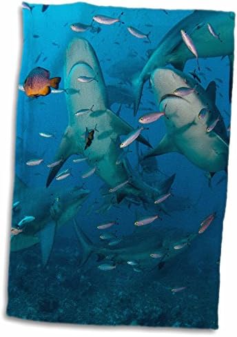 3Drose Danita Delimont - Sharks - Bull Shark, Benga Lagoon, Viti Levu, Fiji. - Prosoape