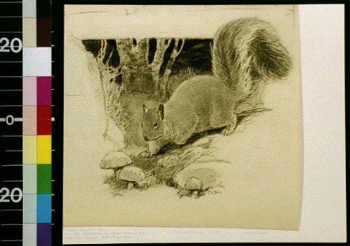 HistoricalFindings Foto: veveriță care se apropie de ciuperci, Charles Livingston Bull, Animal, 1922?